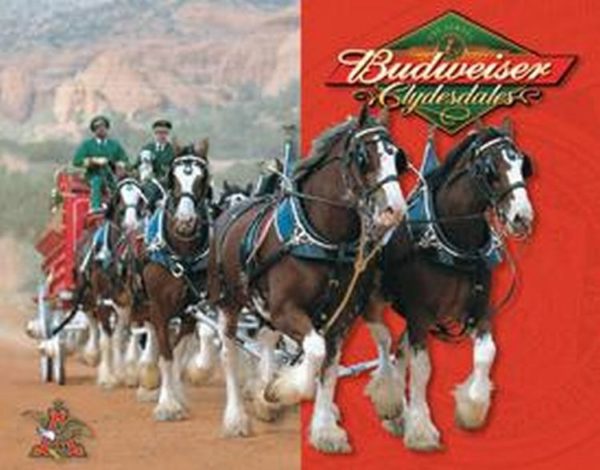 Budweiser Clydesdales